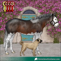 Horse Color:Gray Brown Splash Rabicano 