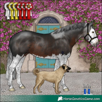 Horse Color:Gray Brown Splash Rabicano 