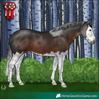 Horse Color:Gray Brown Splash Rabicano 