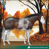 Horse Color:Brown Splash Rabicano 