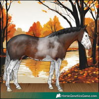 Horse Color:Brown Splash Rabicano