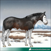 Horse Color:Gray Brown Splash Rabicano 