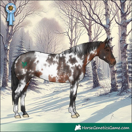 Horse Color:White Spotted Brown Rabicano 
