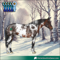 Horse Color:White Spotted Brown Rabicano 