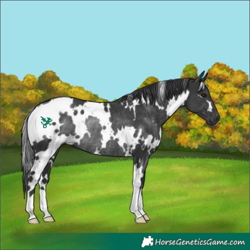 Horse Color:White Spotted Black Rabicano 