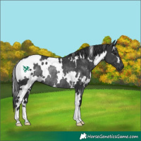 Horse Color:White Spotted Black Rabicano 