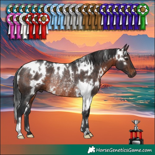 Horse Color:White Spotted Brown Rabicano 