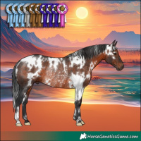 Horse Color:White Spotted Brown Rabicano 