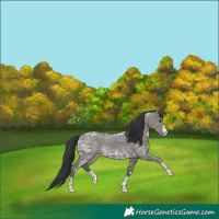 Horse Color:Grullo Ice 
