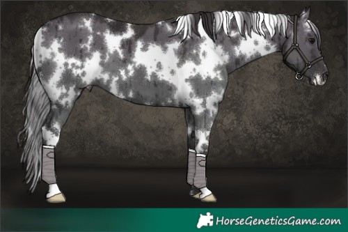 Horse Color:White Spotted Smoky Grullo Brindle 