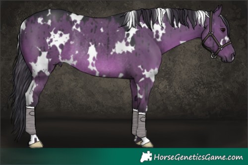 Horse Color:White Spotted Grullo Rabicano Brindle 