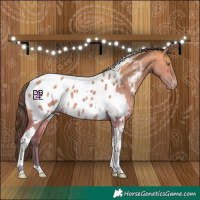 Horse Color:Platinum Sable Champagne Dun Tobiano Appaloosa 