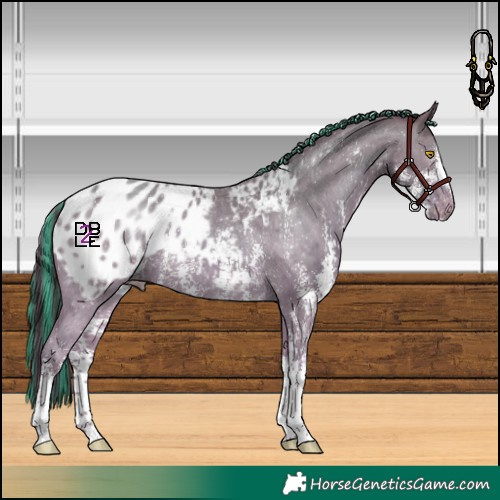 Horse Color:Painted Amber Champagne Sabino Appaloosa Rabicano 