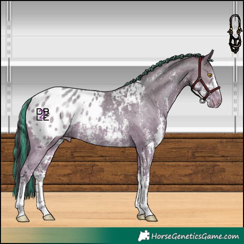 Horse Color:Painted Amber Champagne Sabino Appaloosa Rabicano 