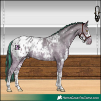Horse Color:Painted Amber Champagne Sabino Appaloosa Rabicano 