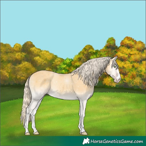 Horse Color:Gold Cream Champagne Onyx 
