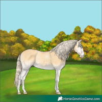 Horse Color:Gold Cream Champagne Onyx 