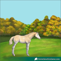 Horse Color:Gold Cream Champagne Onyx 