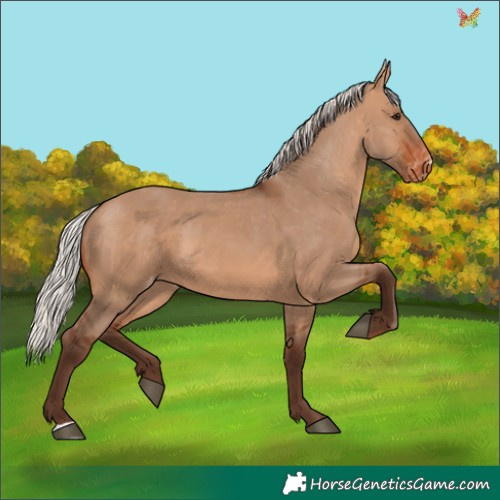 Horse Color:Silver Brown Dun Appaloosa 