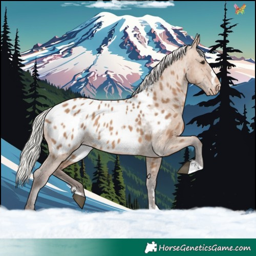 Horse Color:Silver Brown Dun Appaloosa 
