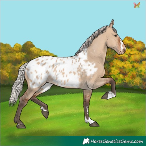 Horse Color:Silver Brown Dun Appaloosa