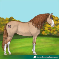 Horse Color:Red Dun Sabino Splash Rabicano