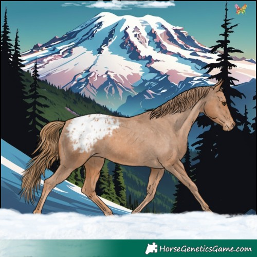 Horse Color:Chestnut Appaloosa 