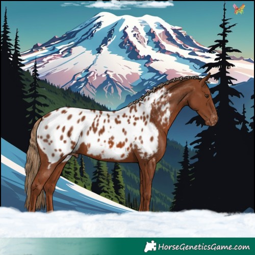 Horse Color:Chestnut Appaloosa 