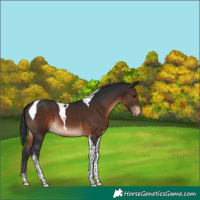 Horse Color:Brown Tobiano 