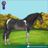 Horse Color:Black Tobiano 