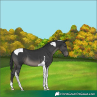 Horse Color:Black Tobiano 