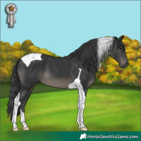 Horse Color:Black Tobiano 