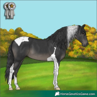 Horse Color:Black Tobiano