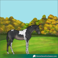 Horse Color:Black Tobiano 