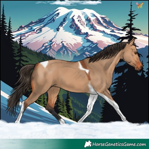 Horse Color:Bay Dun Tobiano 