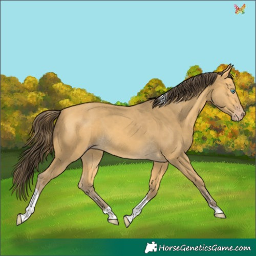 Horse Color:Amber Cream Champagne Tobiano