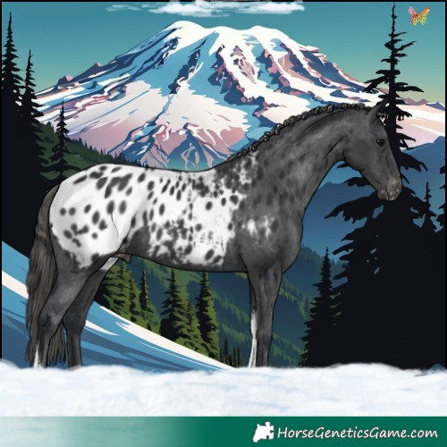 Horse Color:Black Tobiano Blanket 