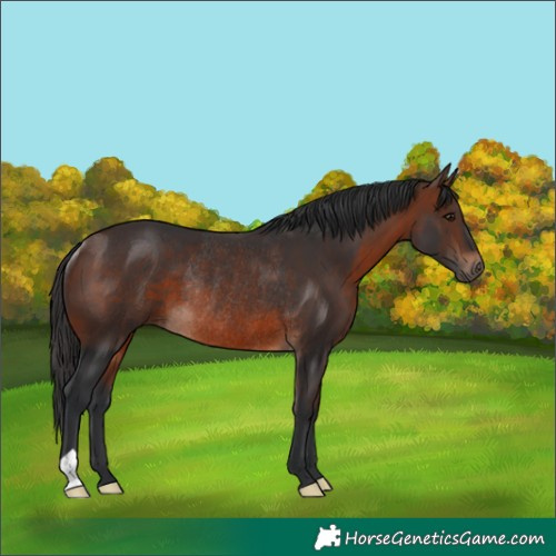 Horse Color:Brown Rabicano 
