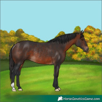 Horse Color:Brown Rabicano