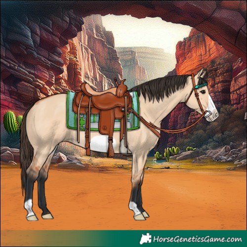 Horse Color:Bay Dun Frame