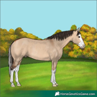 Horse Color:Bay Dun Splash Rabicano 