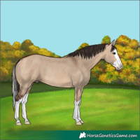 Horse Color:Bay Dun Splash Rabicano 