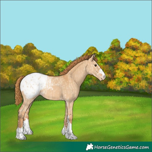 Horse Color:Red Dun Appaloosa  and Red Dun Appaloosa 