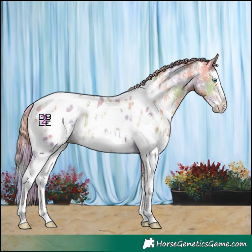 Horse Color:Nacre Perlino Sabino Splash Near Leopard