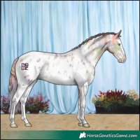 Horse Color:Nacre Perlino Sabino Splash Near Leopard 