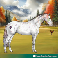 Horse Color:Nacre Perlino Sabino Splash Appaloosa 