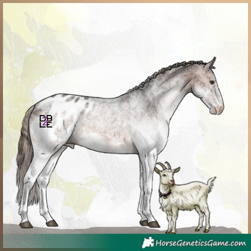 Horse Color:White Spotted Brown Mushroom Appaloosa 
