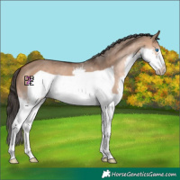 Horse Color:Bay Dun Splash Frame