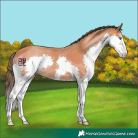 Horse Color:Bay Splash Appaloosa