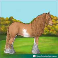 Horse Color:White Spotted Chestnut 